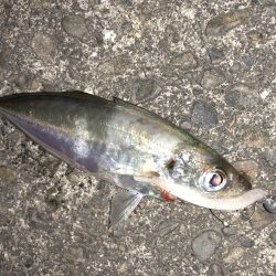 癒しのアジング