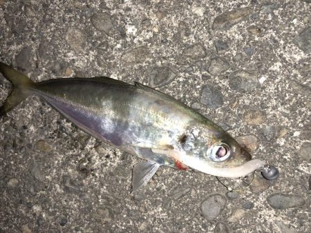 癒しのアジング