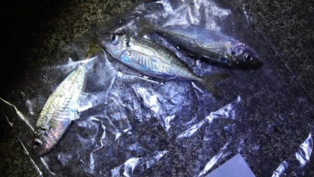 焼津港　太刀魚、カサゴ、アジ、サバ