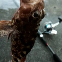 餌釣りでカサゴやアナゴ