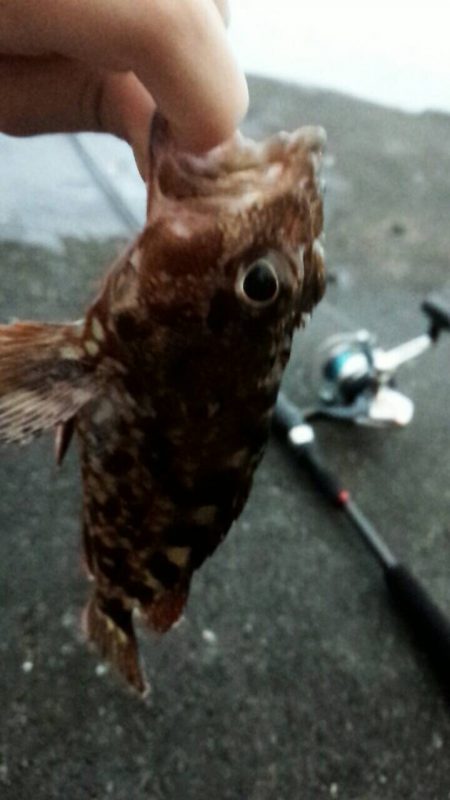 餌釣りでカサゴやアナゴ