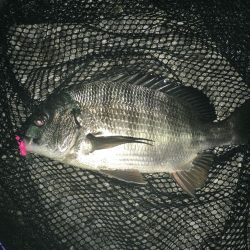 メバル狙いでチヌ