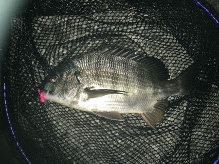 メバル狙いでチヌ