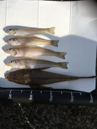 ちびちびとシロギス