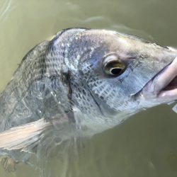 Vjでキビレ釣行