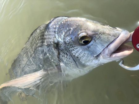 Vjでキビレ釣行