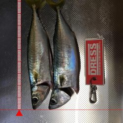 早朝短時間勝負！