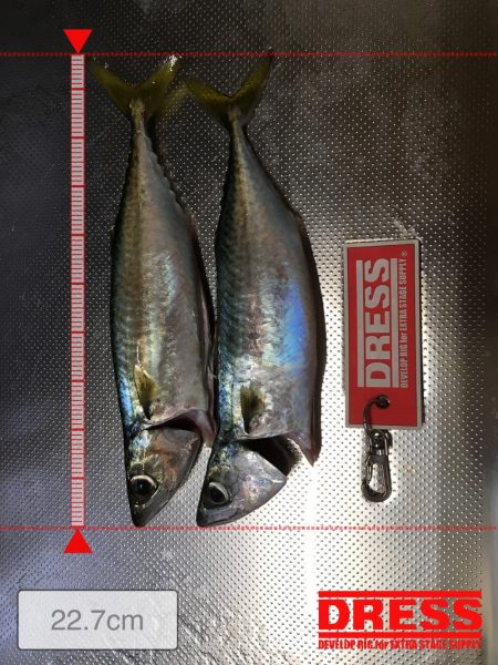 早朝短時間勝負！