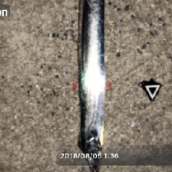 タチウオワインド