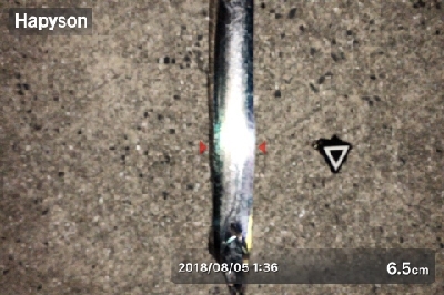 タチウオワインド