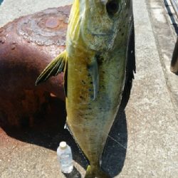 ペンペン元気！