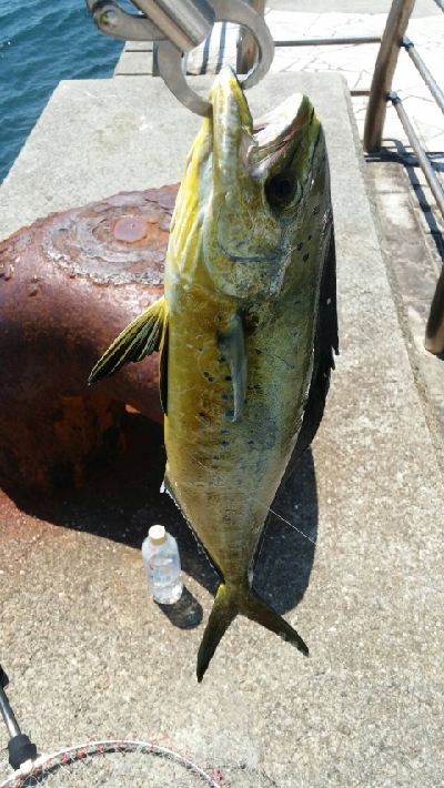 ペンペン元気！