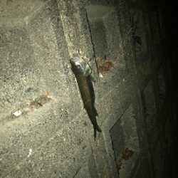 久々にハス(ケタバス)釣り