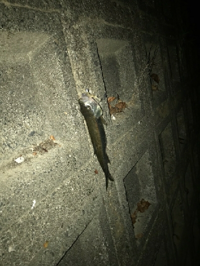 久々にハス(ケタバス)釣り