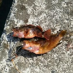 日本海釣行(二日目)