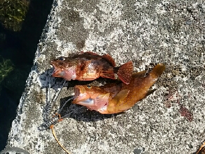 日本海釣行(二日目)