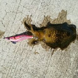 思わぬ大物が…