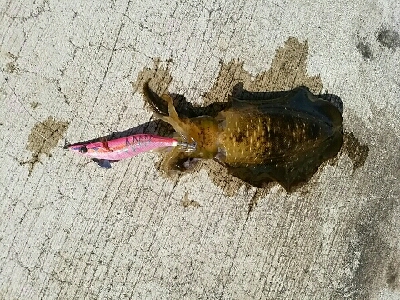 思わぬ大物が…