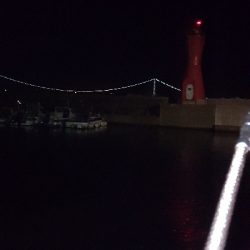 タコたこタコ！