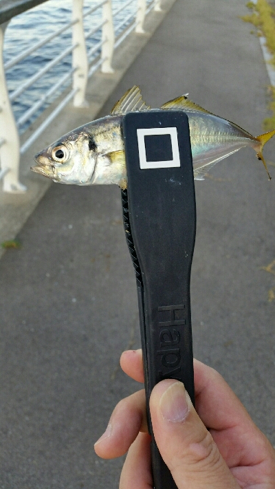 舞洲アジングNo4