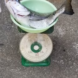 初の年無しチヌ