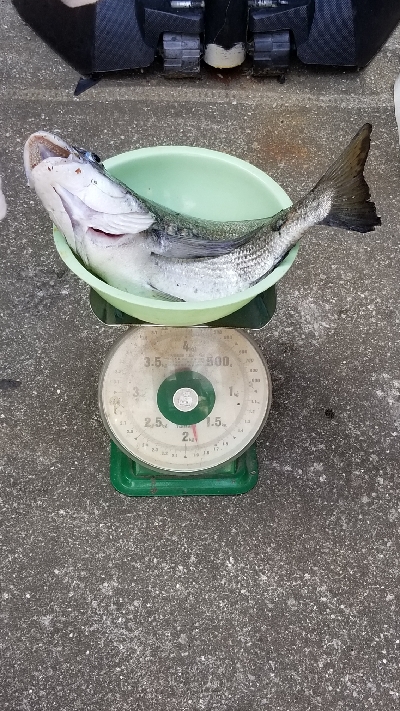 初の年無しチヌ