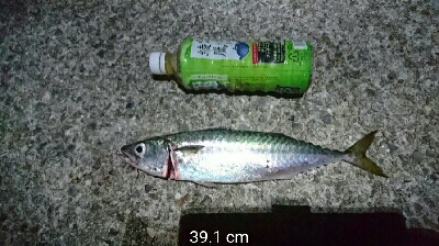 夜中のデカサバ狙い