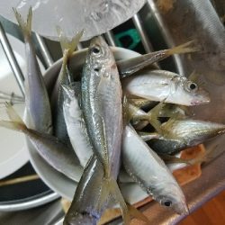 ハゲ釣り　～風波は大敵か～