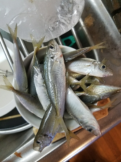 ハゲ釣り　～風波は大敵か～