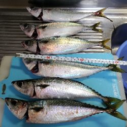 大サバ～～～～