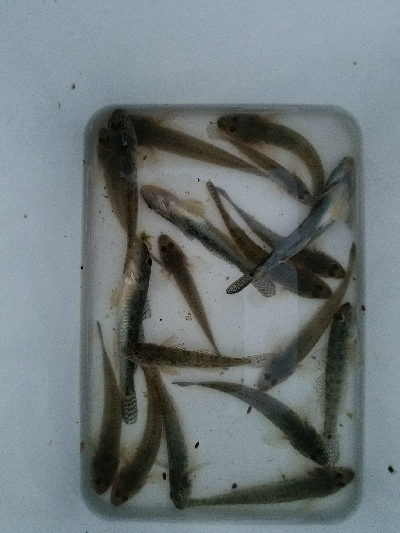 はぜ釣り　～夕方サクッと♪～