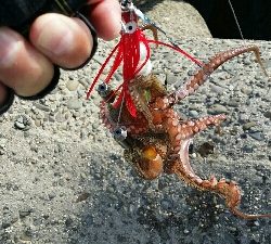 終盤戦タコ４杯