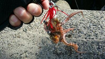 終盤戦タコ４杯