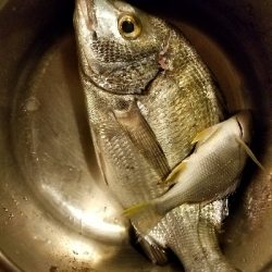 カイズ釣り ~粘りの一尾~