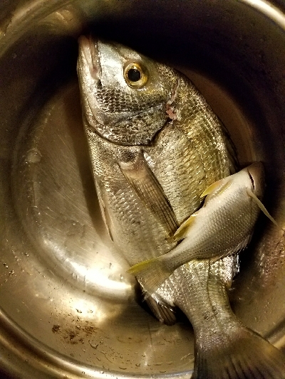 カイズ釣り ~粘りの一尾~