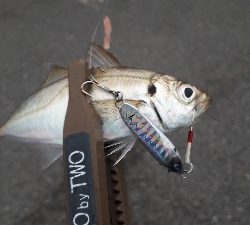 夕まづめアジング