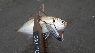 夕まづめアジング