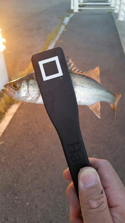 舞洲アジングNo6