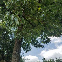 小物釣り ~釣り ガサガサ 虫採り~