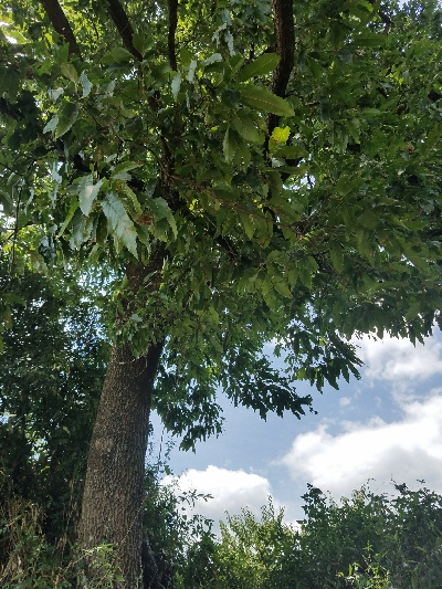 小物釣り ~釣り ガサガサ 虫採り~
