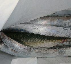 現場から中継です!