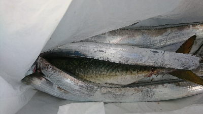 現場から中継です!