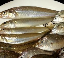 キス釣りのはずが