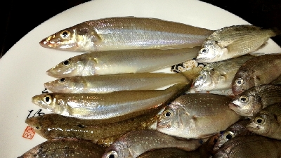 キス釣りのはずが