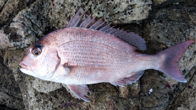 猛暑との戦い！