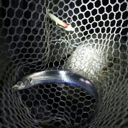 ショアジギからワインド