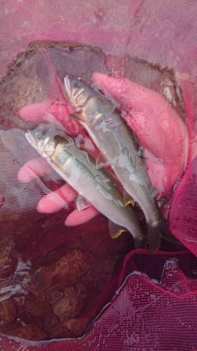 鮎 第四戦  ホーム高見川