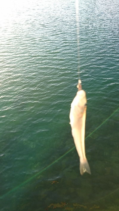 キス釣り釣行