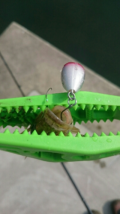 今日もハゼクラ