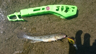 とりあえずハゼクラ